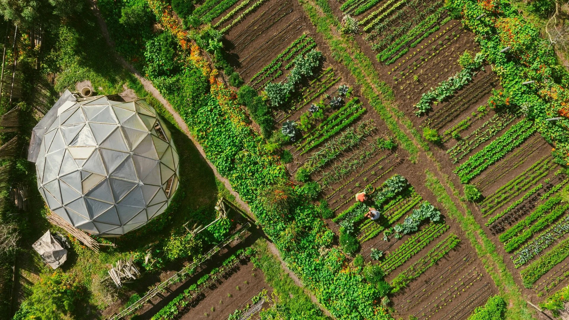 An aerial view of the kitchen garden, rows of vegetables around a geodesic greenhouse dome