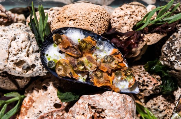 A Pag dish plated on the island's own stone