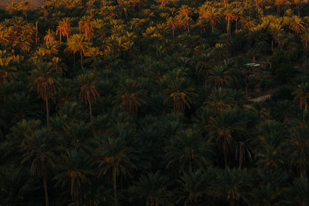 The date palms of the Nefta oasis in low evening light