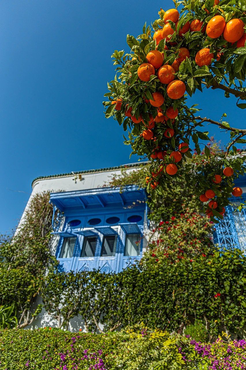 An orange tree in fruit beside a blue mashrabiya window