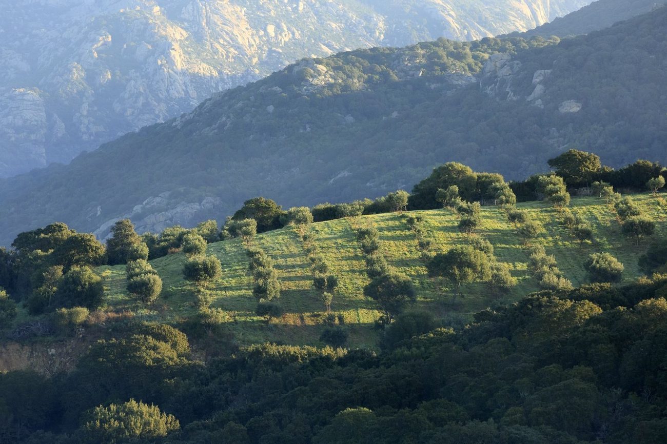 Olive trees on a hillside below the granite peaks of the wild Ortolo valley, southern Corsica