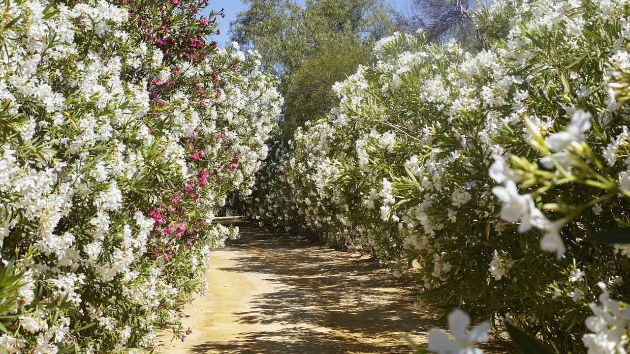 An avenue of white and pink oleander leading through the estate