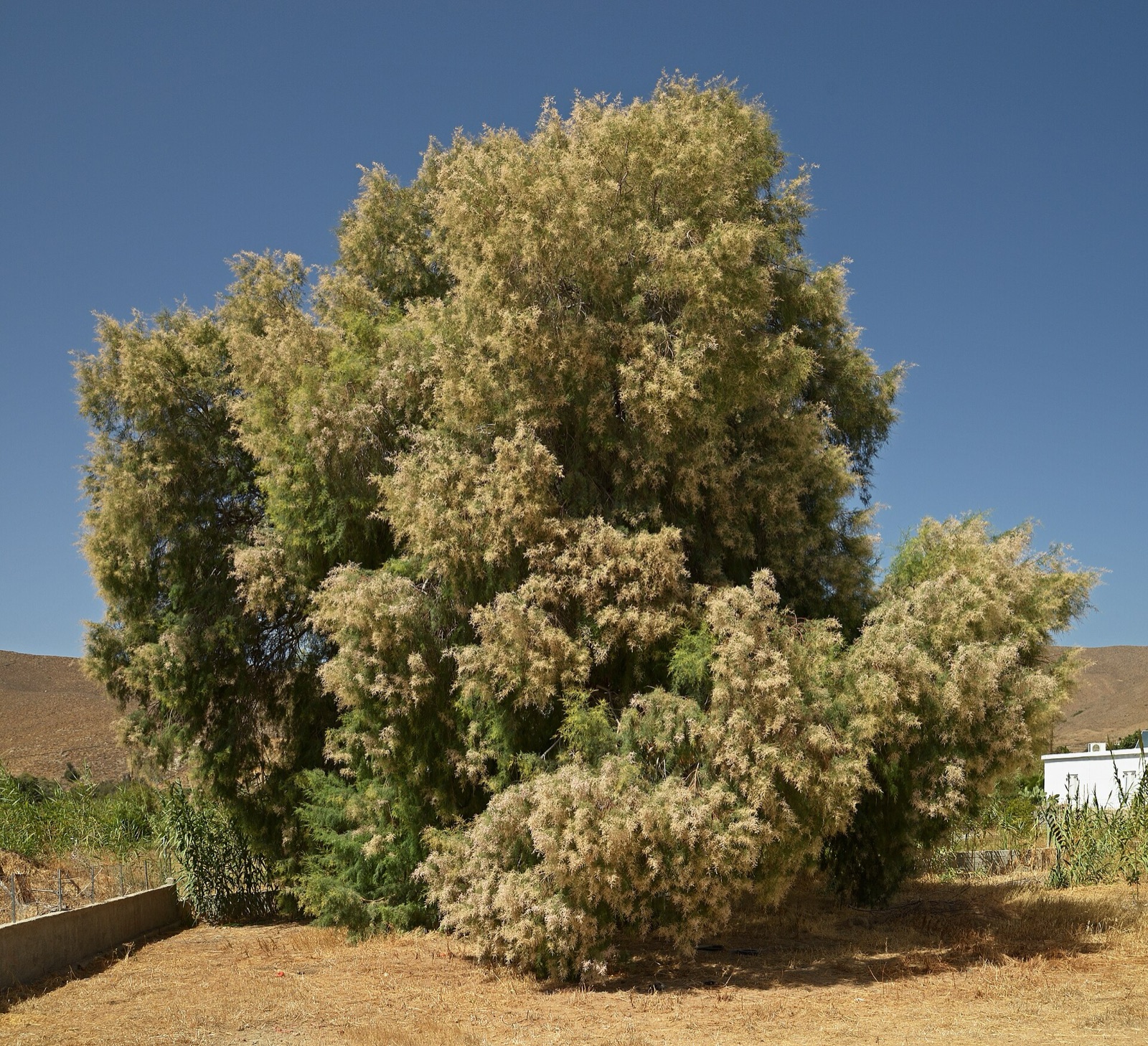 Old tamarisk trees at Livadi beach