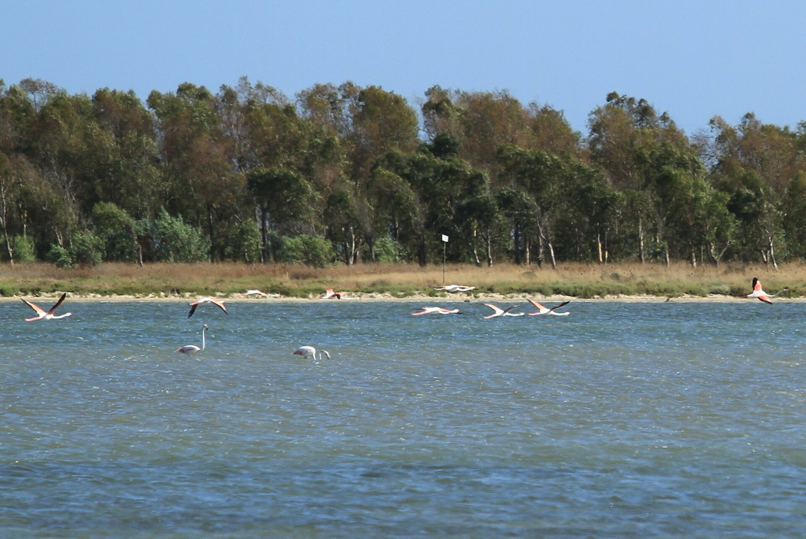 Flamingos feeding in the brackish lagoon at Cabras