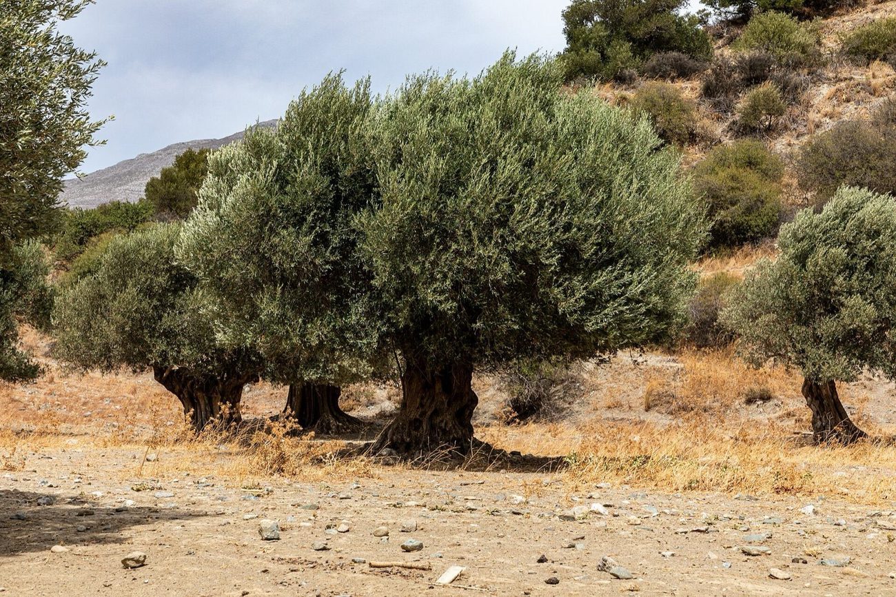An old olive grove at Asomatos, Crete