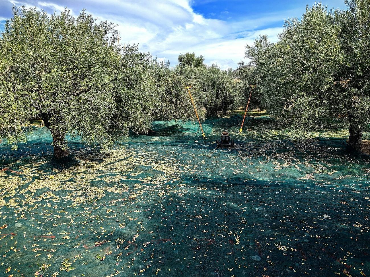 The olive harvest near Sitia, Crete