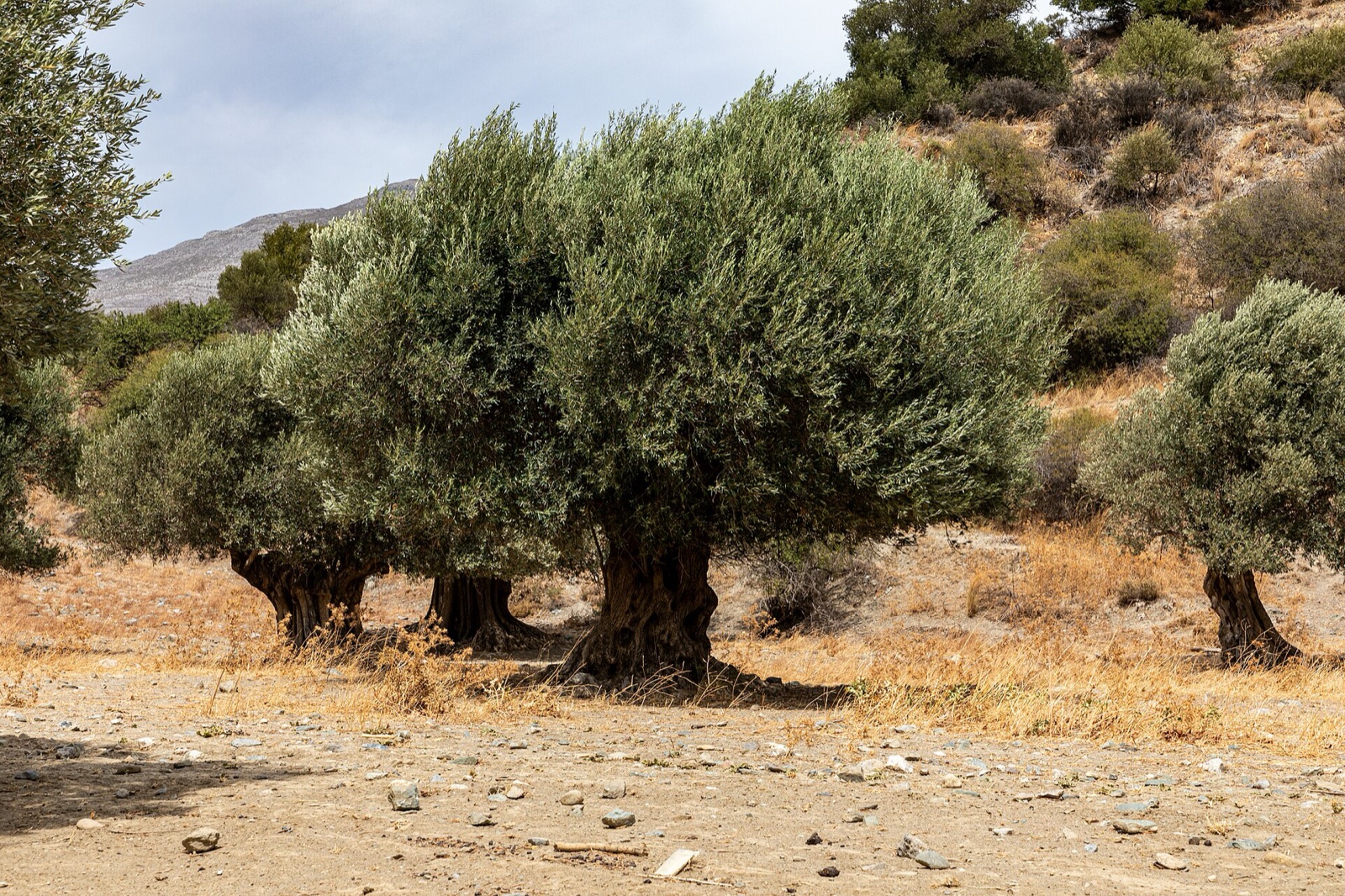 Crete Reads Itself in Olive Oil, in a Thirsty Year
