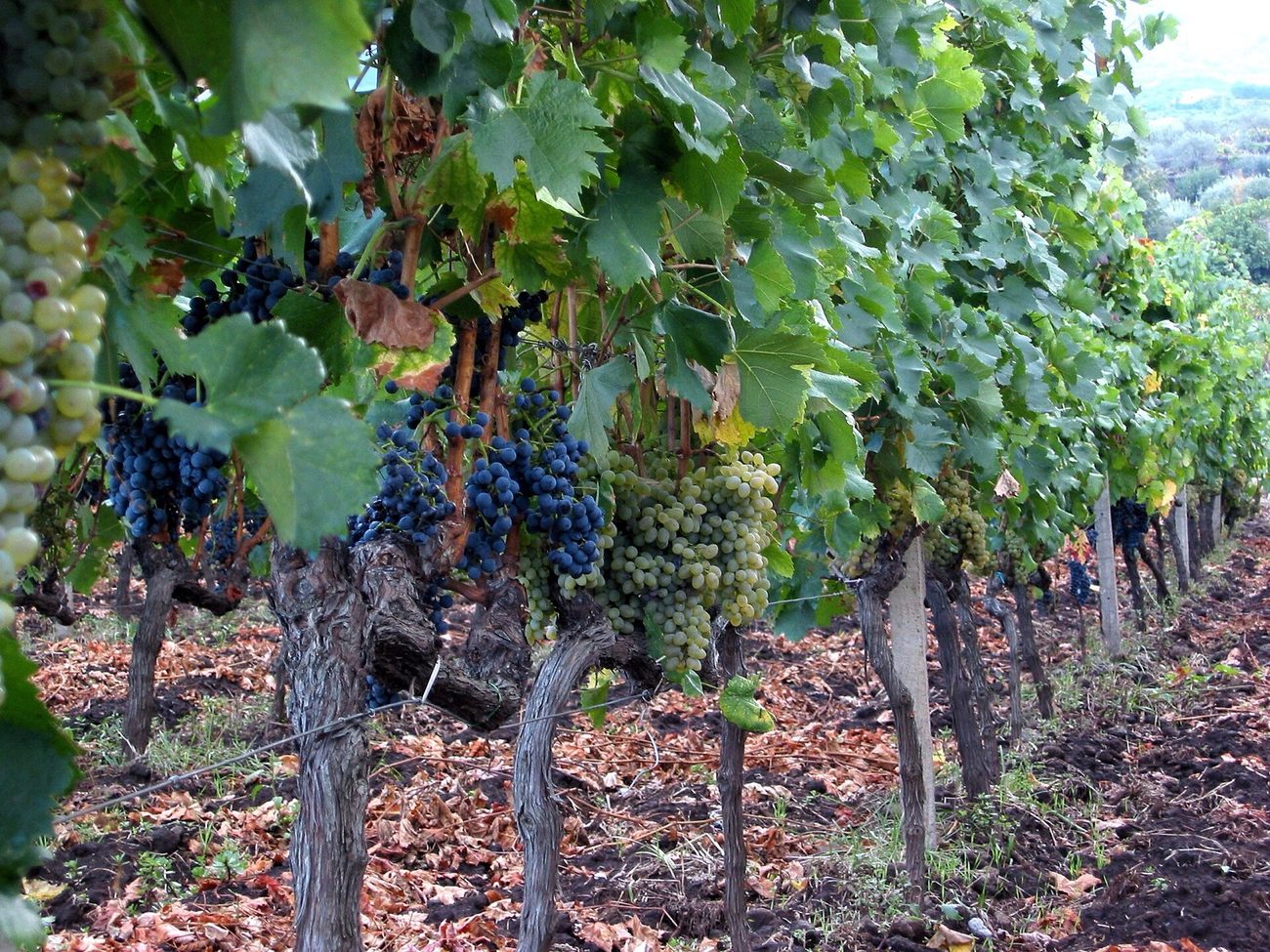 Old vines on a volcanic terrace at Passopisciaro on Etna