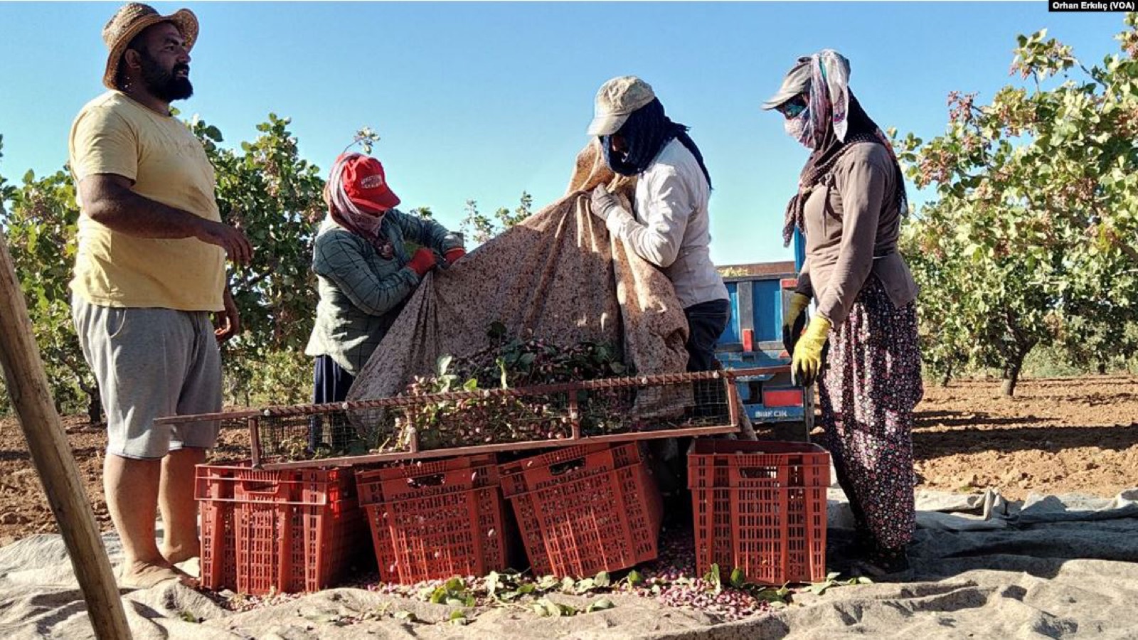 Freshly harvested Antep pistachios in Gaziantep