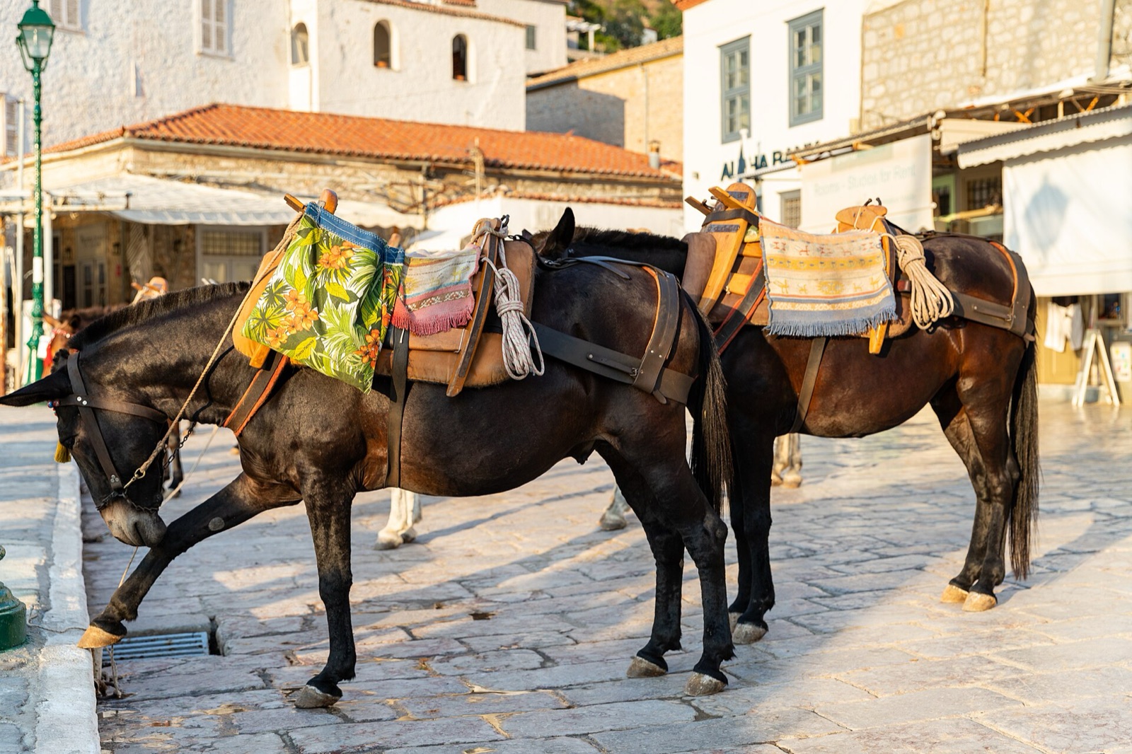 Donkeys waiting on the Hydra waterfront
