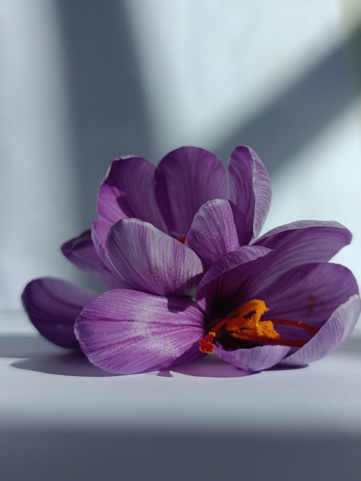 Krokos Kozanis, the red saffron grown on one Greek plateau