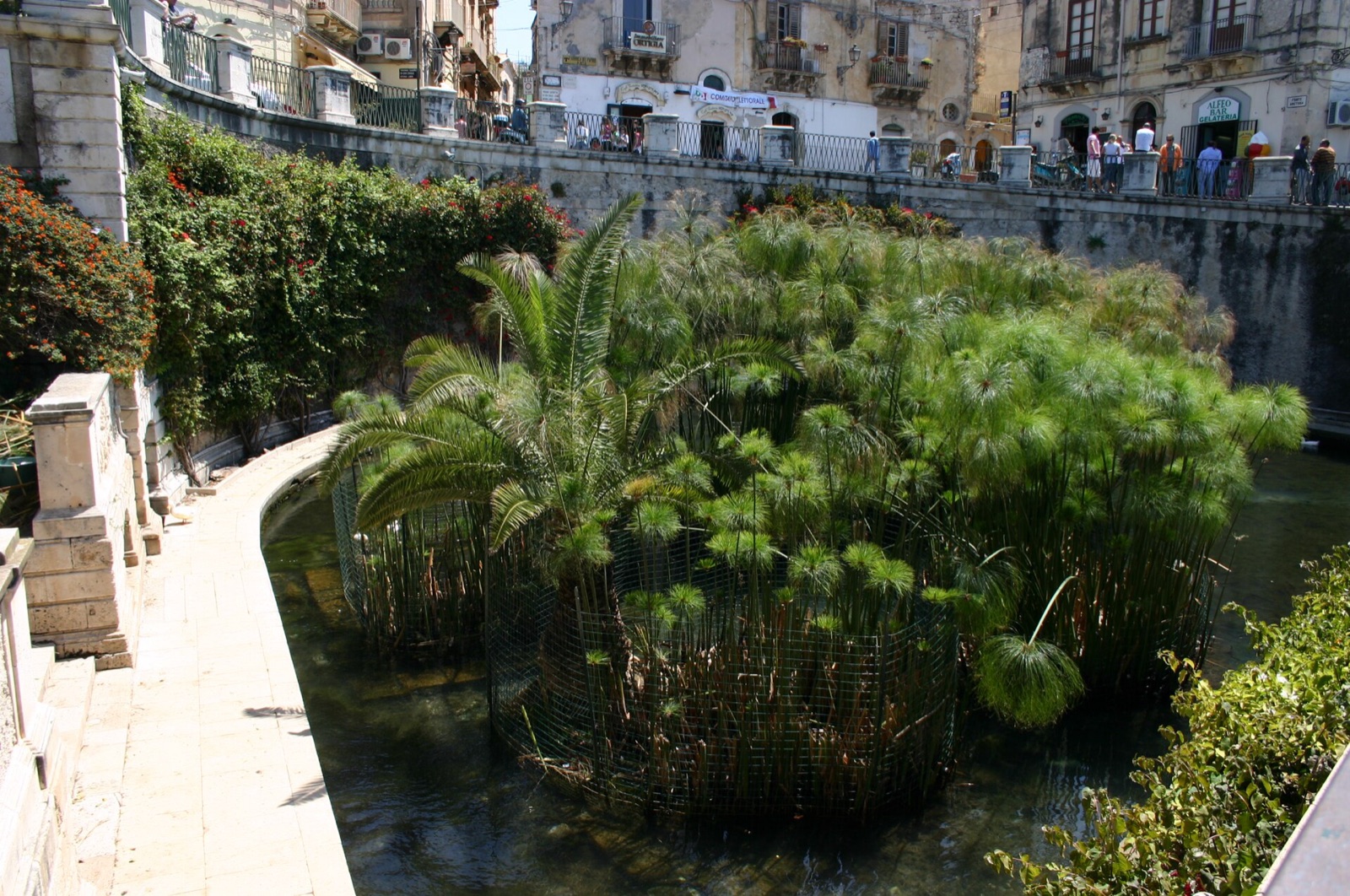 The Fonte Aretusa freshwater spring ringed with papyrus, Ortigia