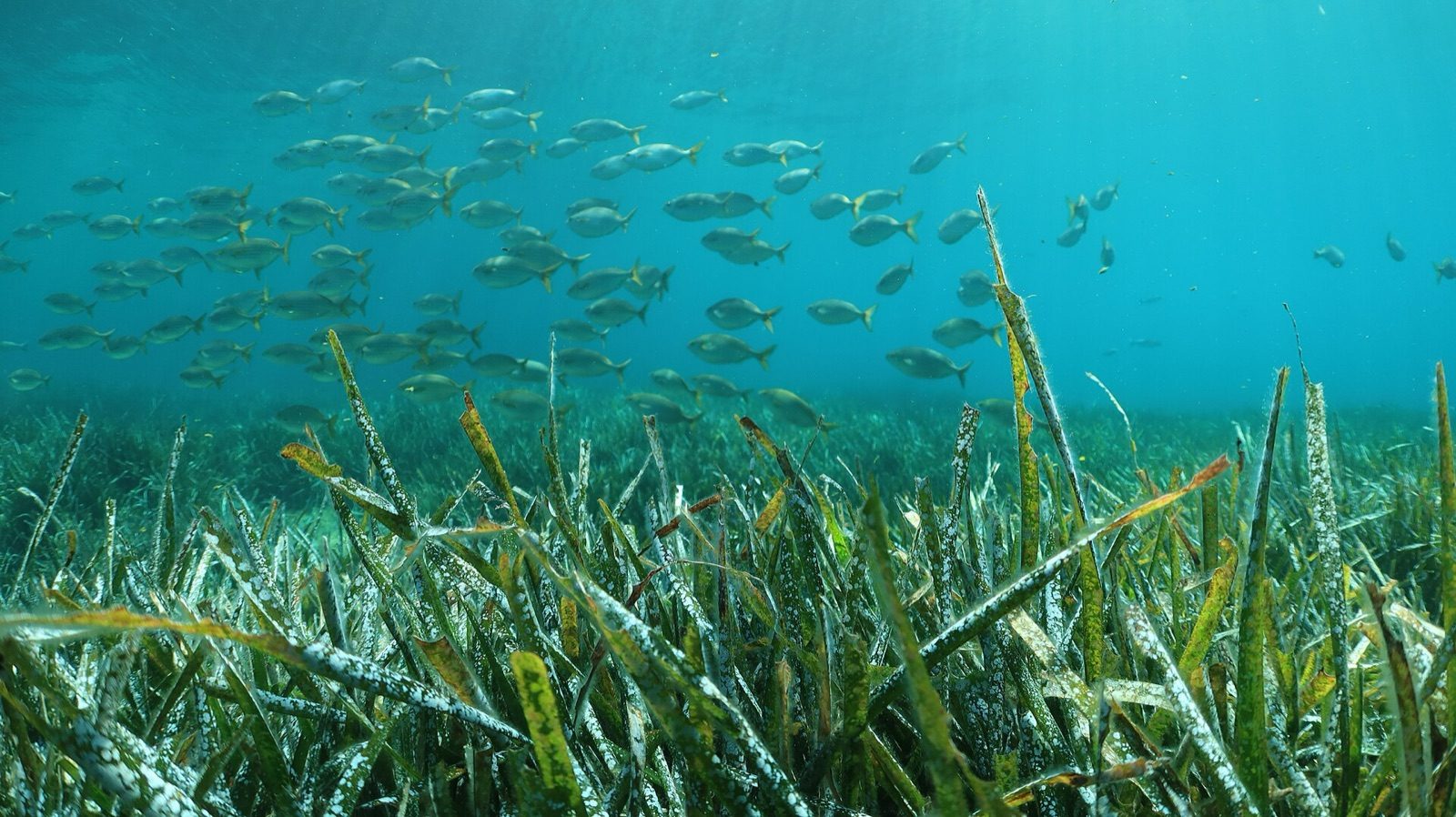 Posidonia, the meadow older than the Pyramids