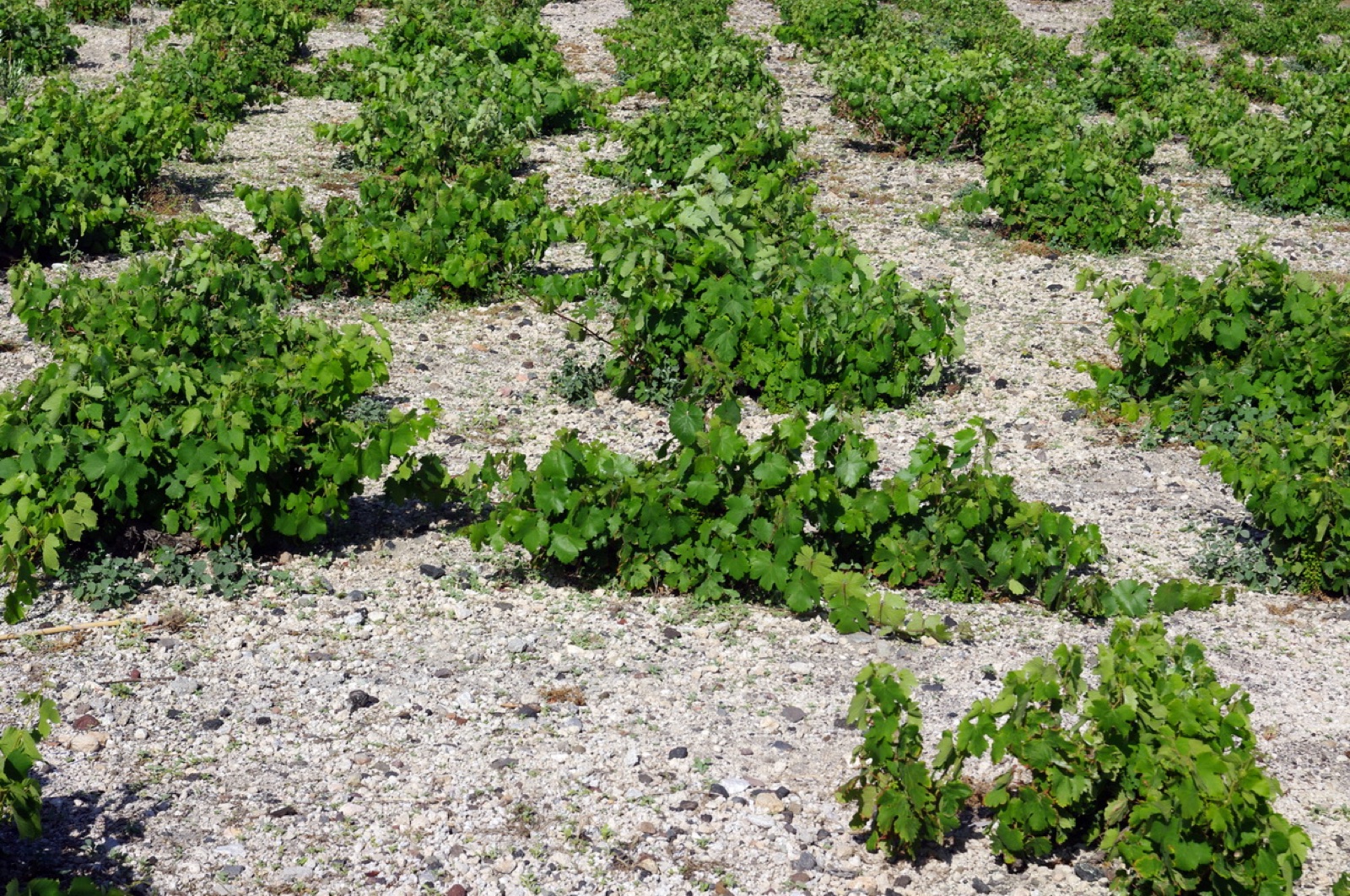 Vines grown low in the volcanic soil of Santorini