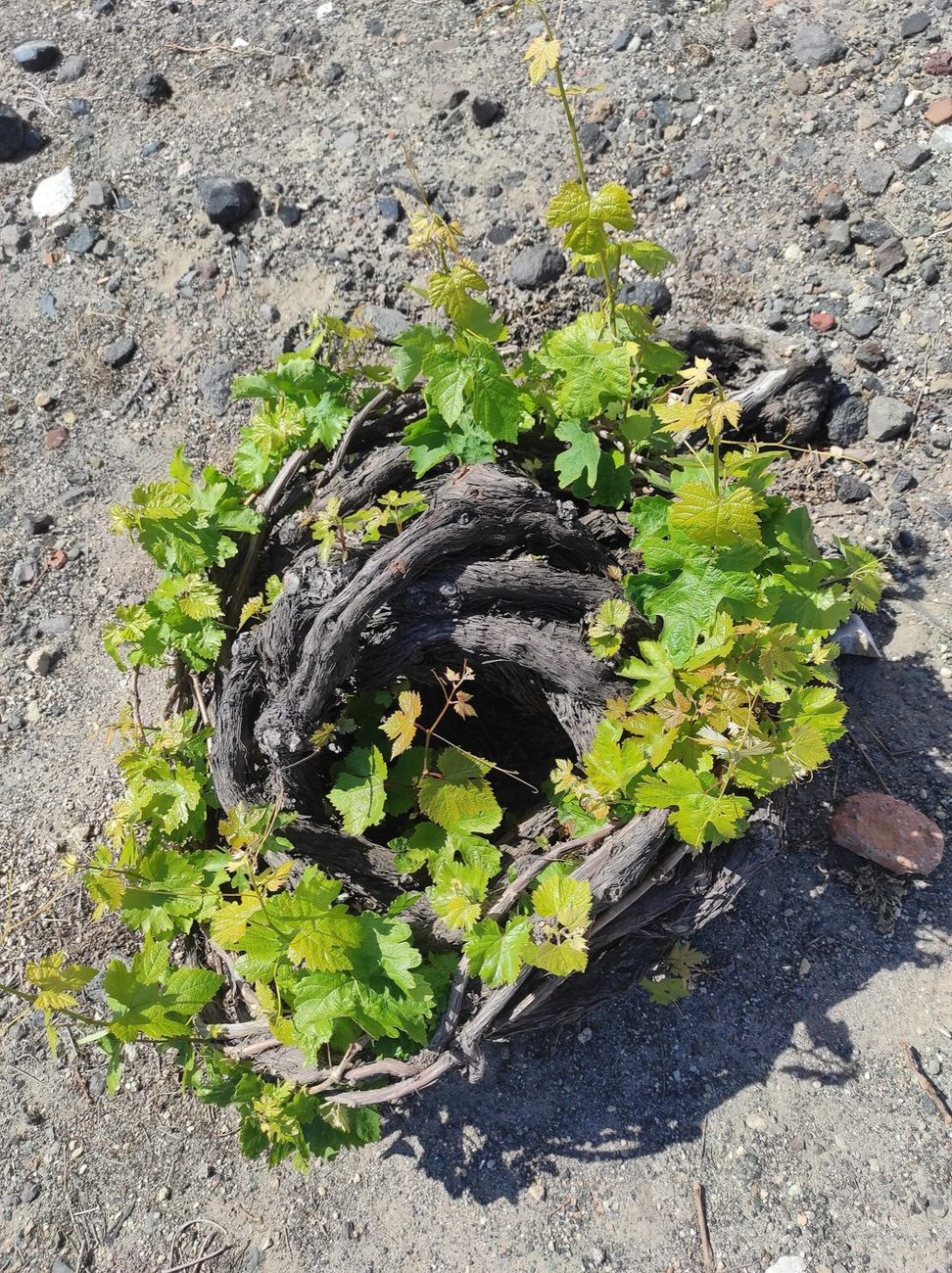 An Assyrtiko vine trained into the basket 'kouloura' shape on Santorini
