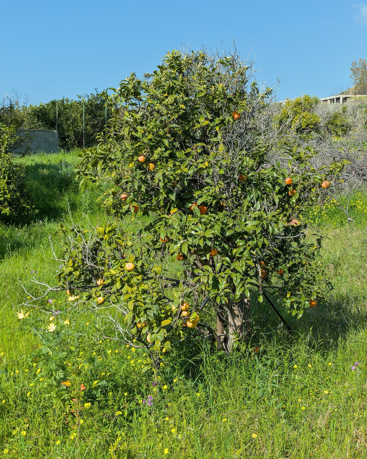 Bergamot, Reggio Calabria