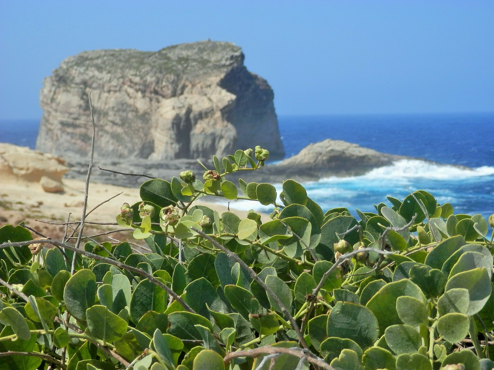 On a black island closer to Tunisia than to Sicily, the Mediterranean's sharpest caper is 