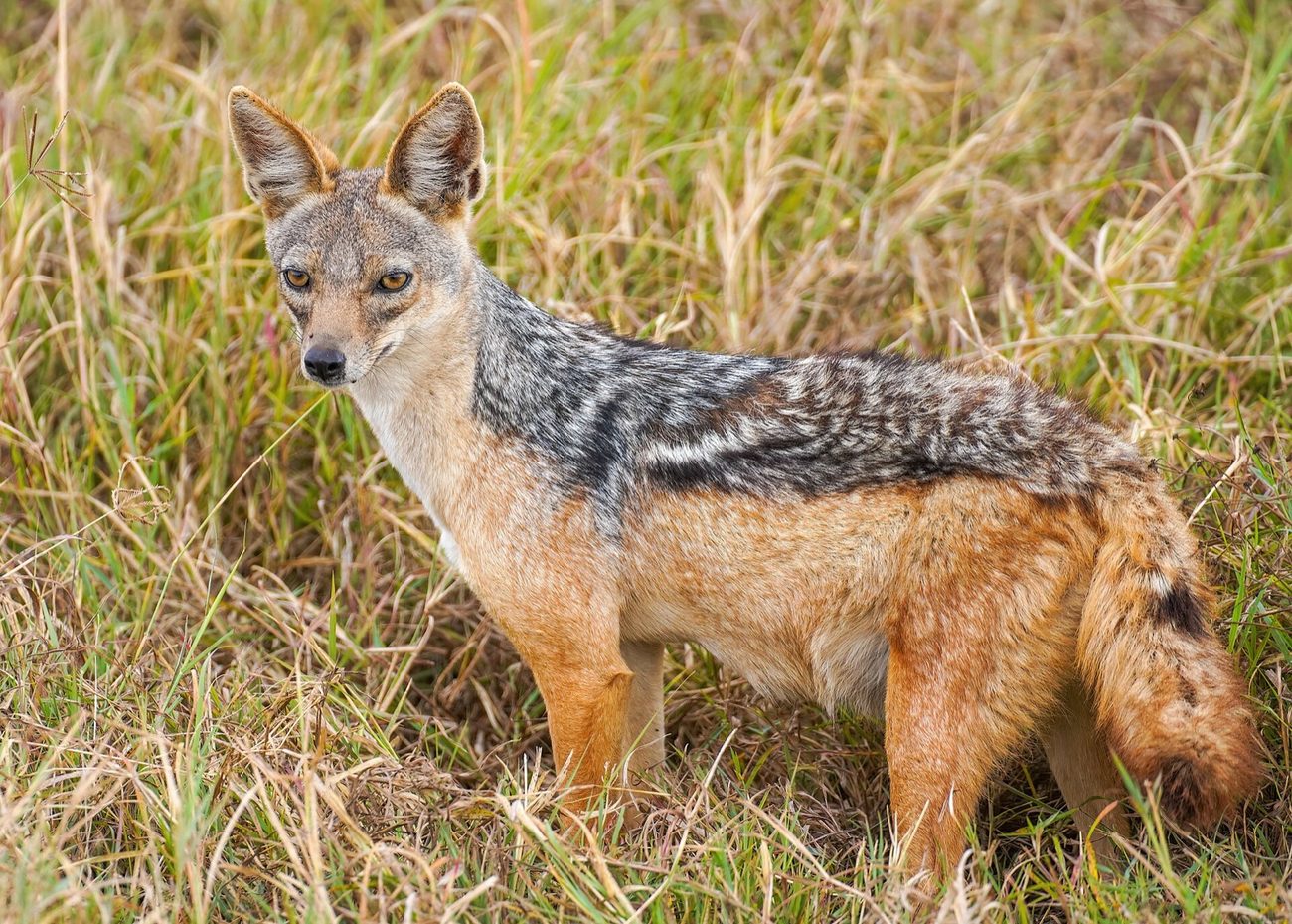 The Ngorongoro crater in Tanzania