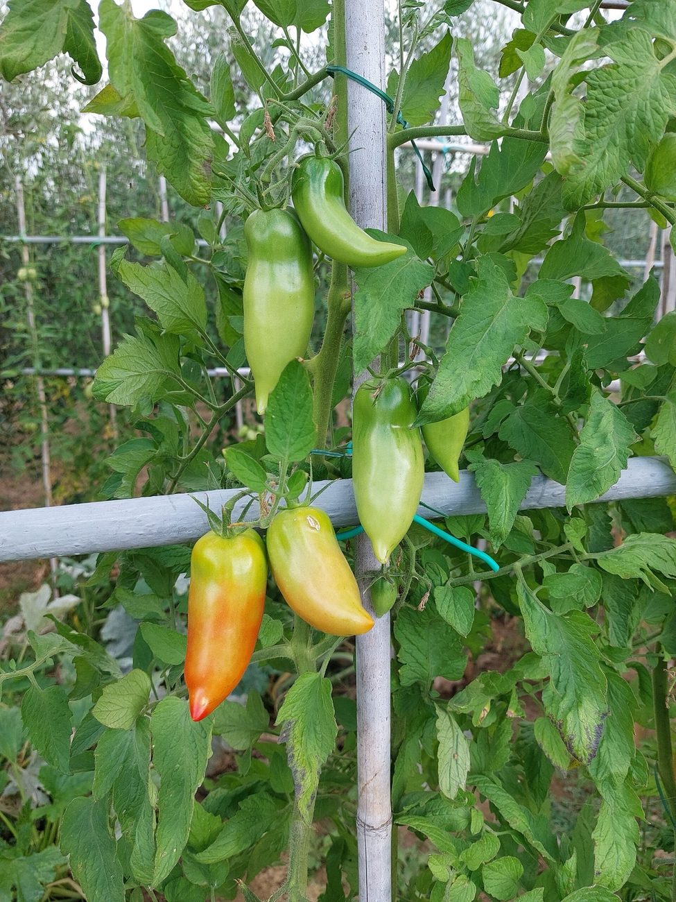San Marzano tomatoes ripening on the vine