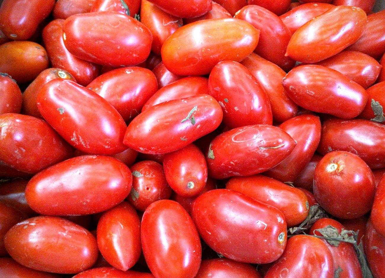Harvested San Marzano tomatoes