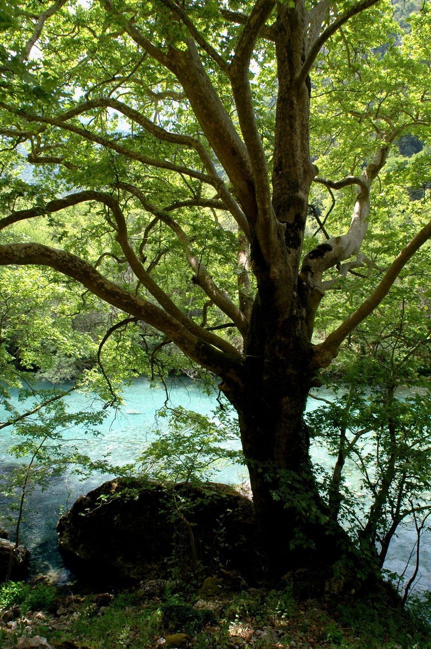 A plane tree over the turquoise Voidomatis river, Zagori