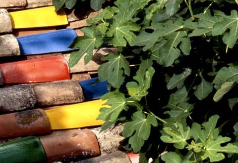 Brightly glazed roof tiles beside a fig tree on the terrace