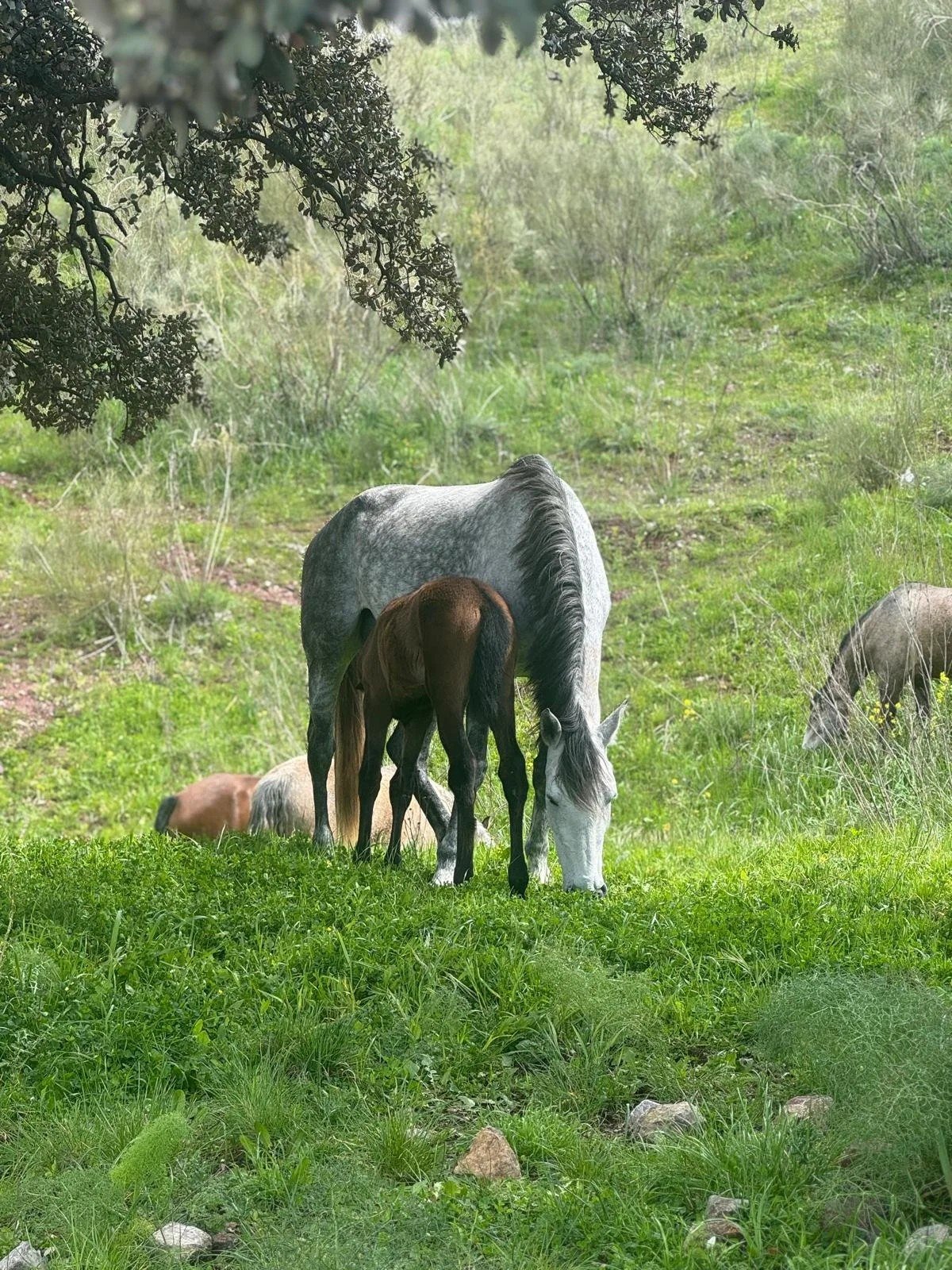 A Lusitano mare and foal grazing in the estate pastures