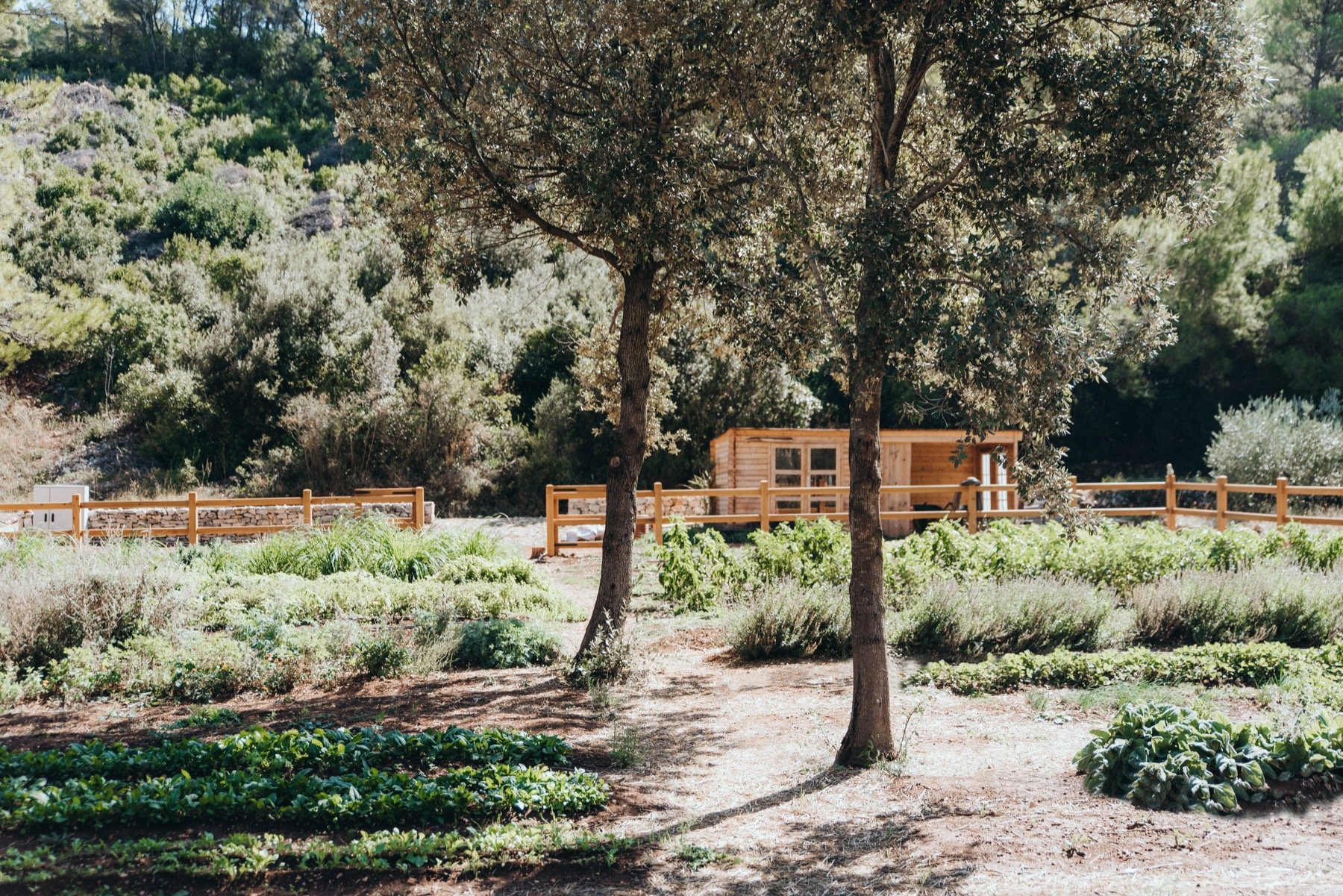 The organic garden among olive trees, with herb beds and a timber pavilion