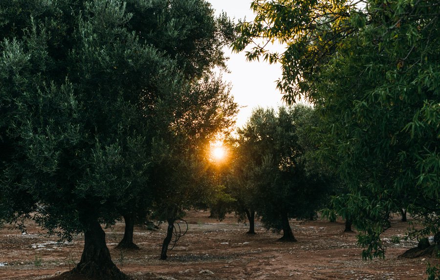 The olive grove at dusk, the sun low through the trees