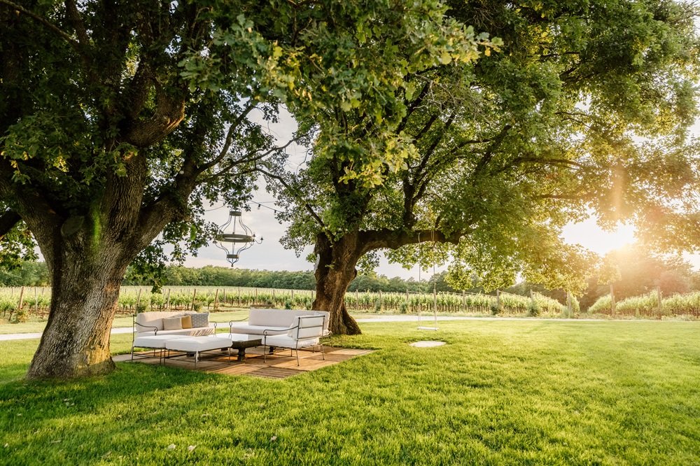 Two old oaks and a lounge on the lawn, the vineyard rows behind in evening light