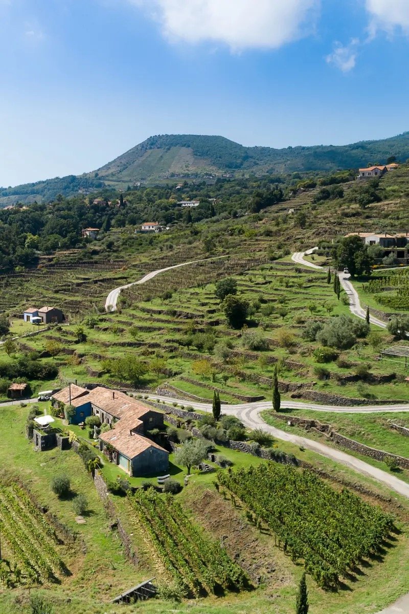 Terraced vineyards climbing the slope of Etna