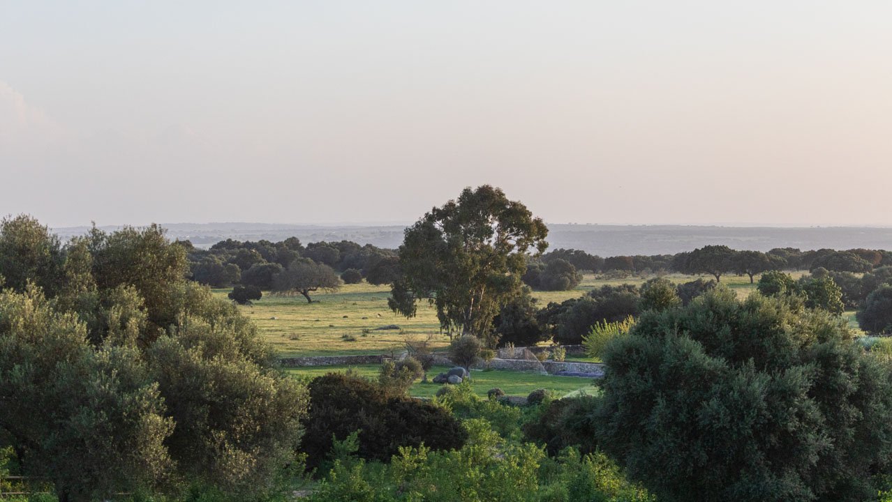 Olive groves and holm oaks across the Alentejo plain at dusk