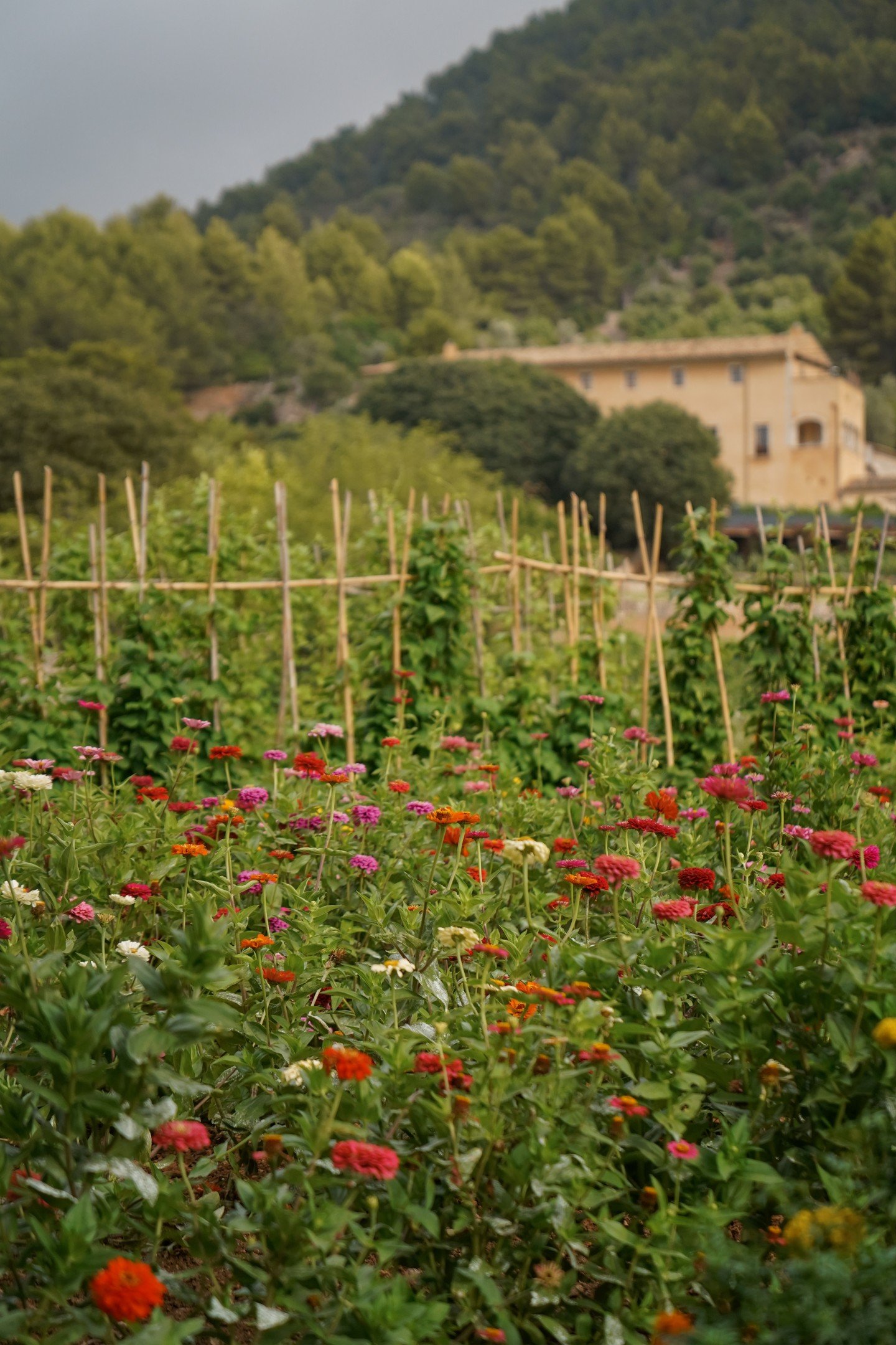 The kitchen garden and orchard that supply the table