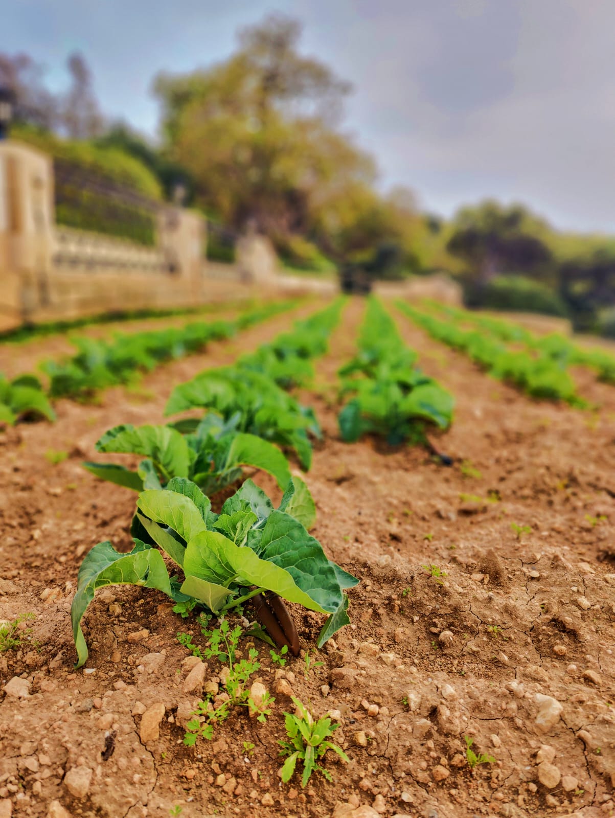 Rows of vegetables in the hotel's kitchen garden below the balustrade
