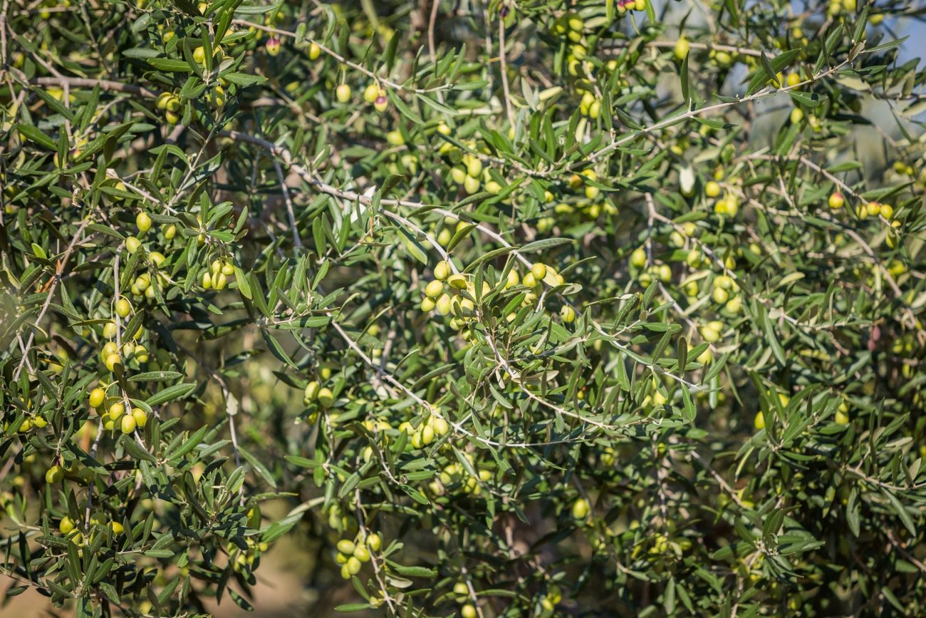 Ripening olives on the branch in the old grove